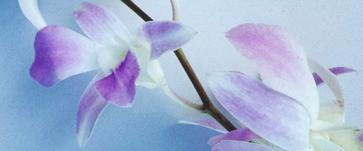 mother_s_day_flowers.jpg
