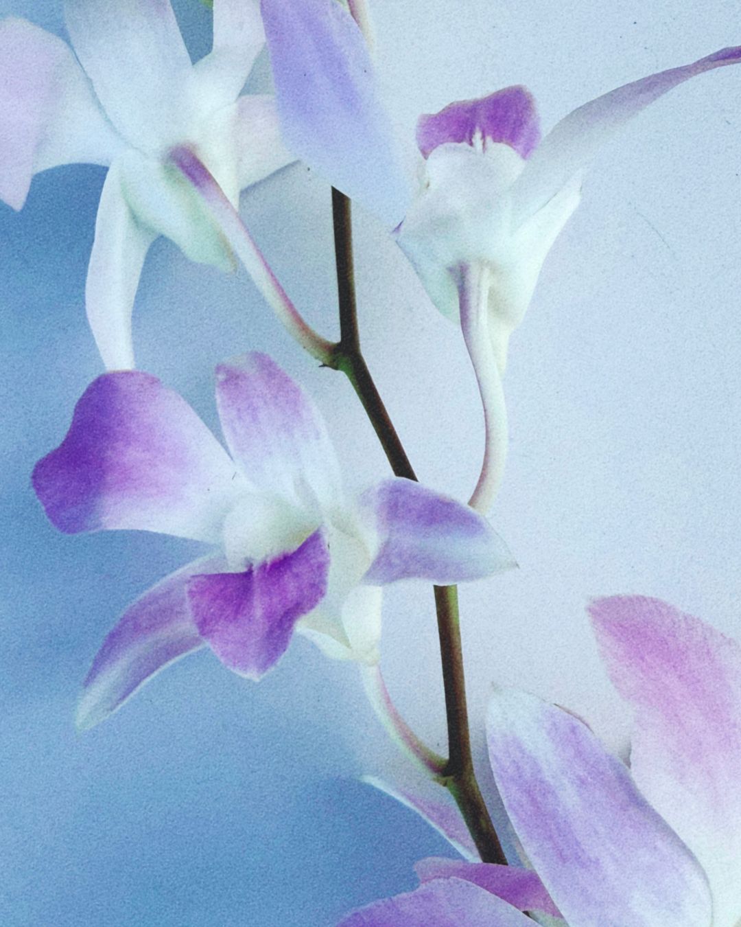 mother_s_day_flowers12.jpg