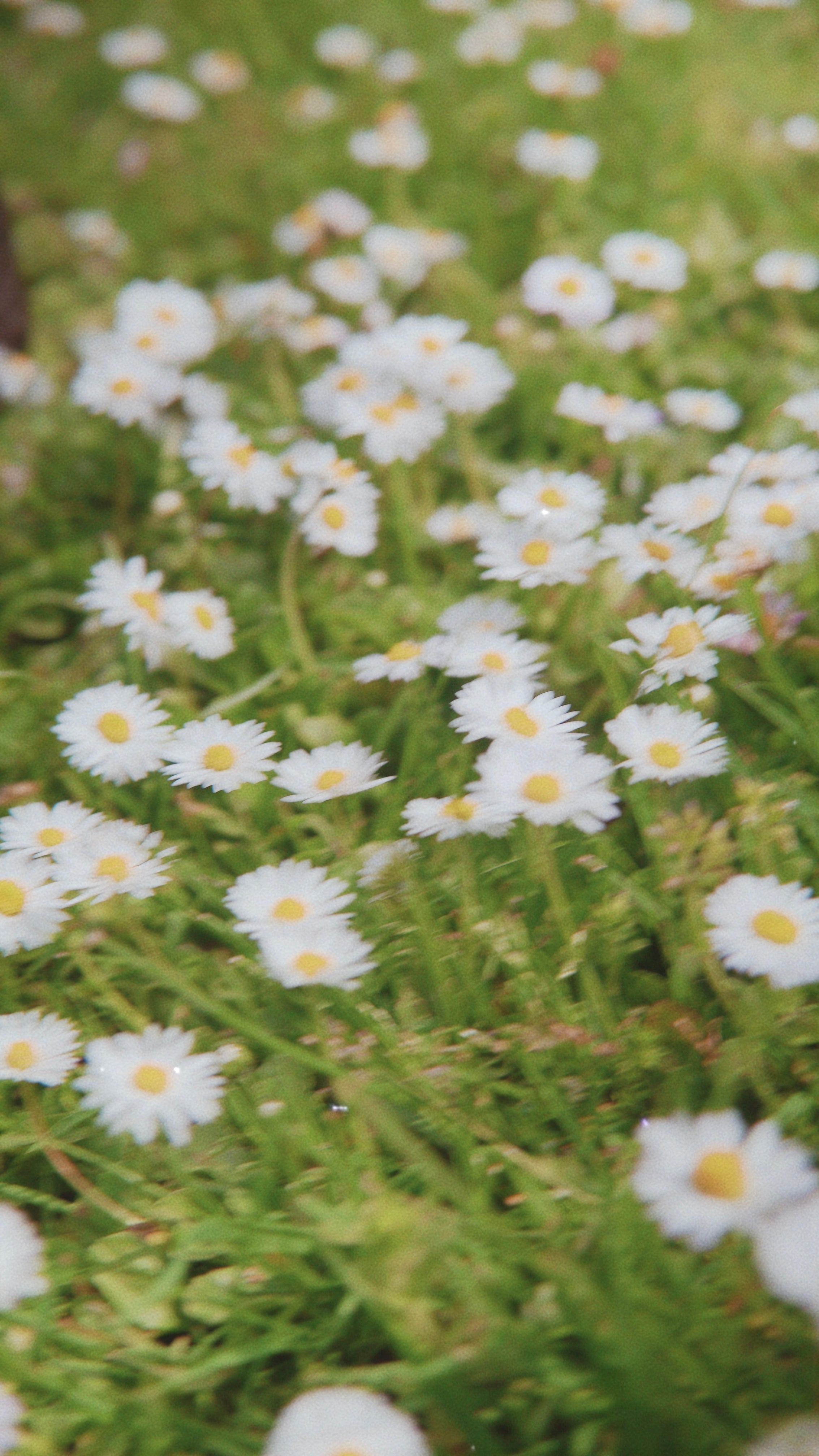 spring_daisy_flowers.jpg